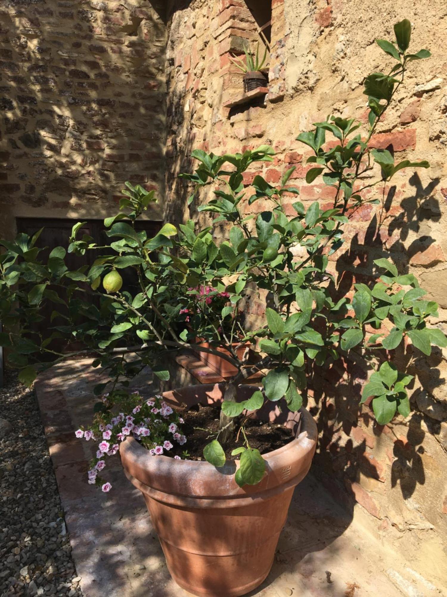 Agli Olivi Di Marciano Apartment Siena Exterior foto