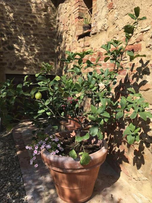 Agli Olivi Di Marciano Apartment Siena Exterior foto